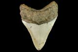 Fossil Megalodon Tooth - North Carolina #109880-2